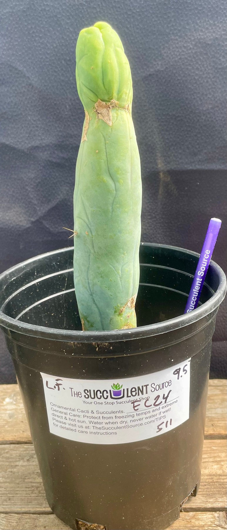 #EC24 EXACT Trichocereus Bridgesii TBM Penis monstrose Long Form Cactus 9.5"-Cactus - Large - Exact-The Succulent Source