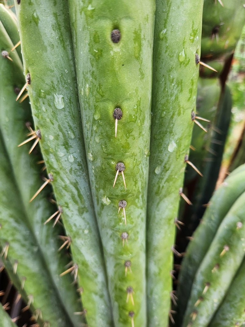 #EC240 EXACT Trichocereus Pachanoi  Nuestra Bonita Cactus Cutting 8-15"