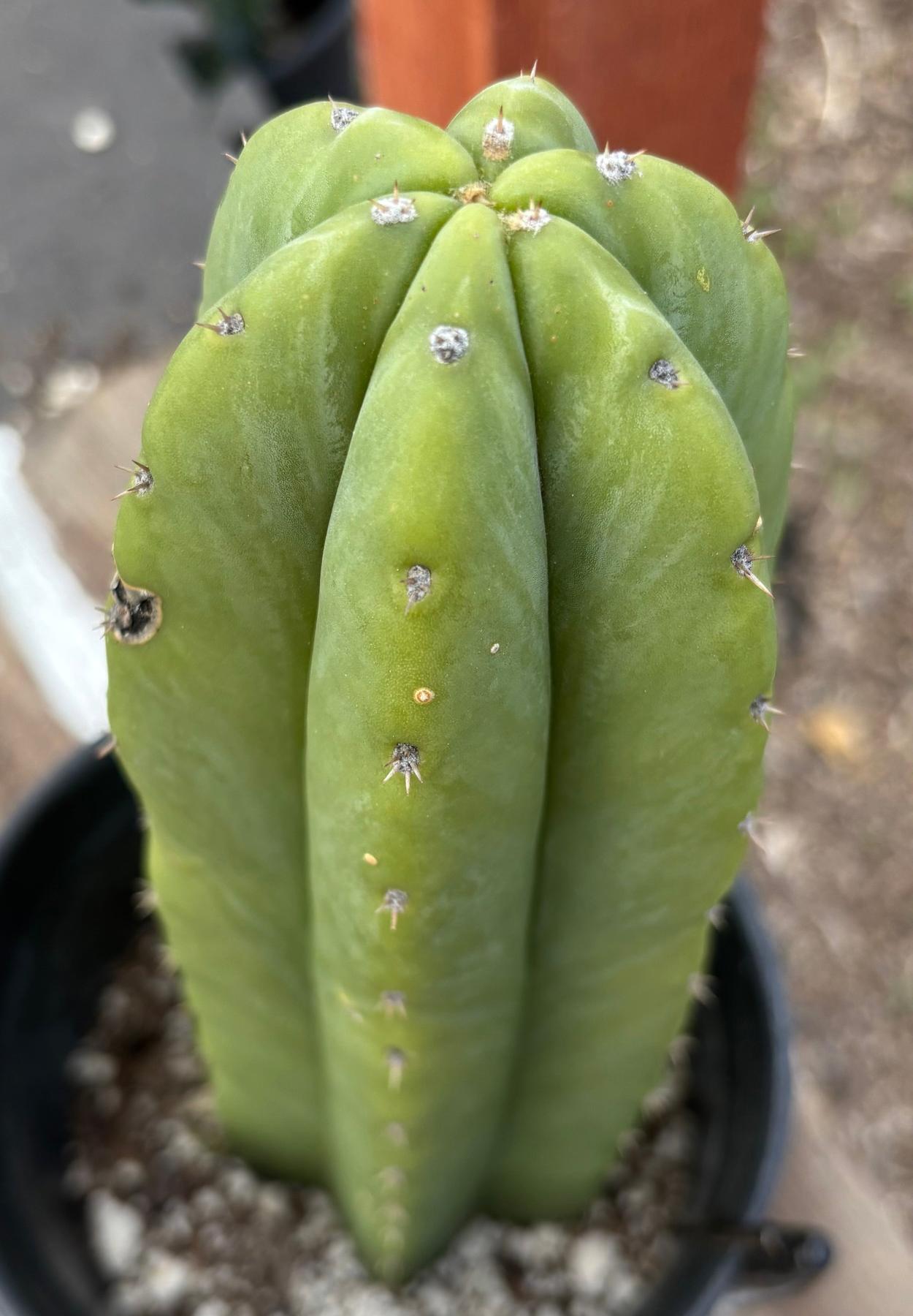#EC241 EXACT Trichocereus Hybrid Scop X Pachanoi Oscar Cactus 10.5”-Cactus - Large - Exact-The Succulent Source