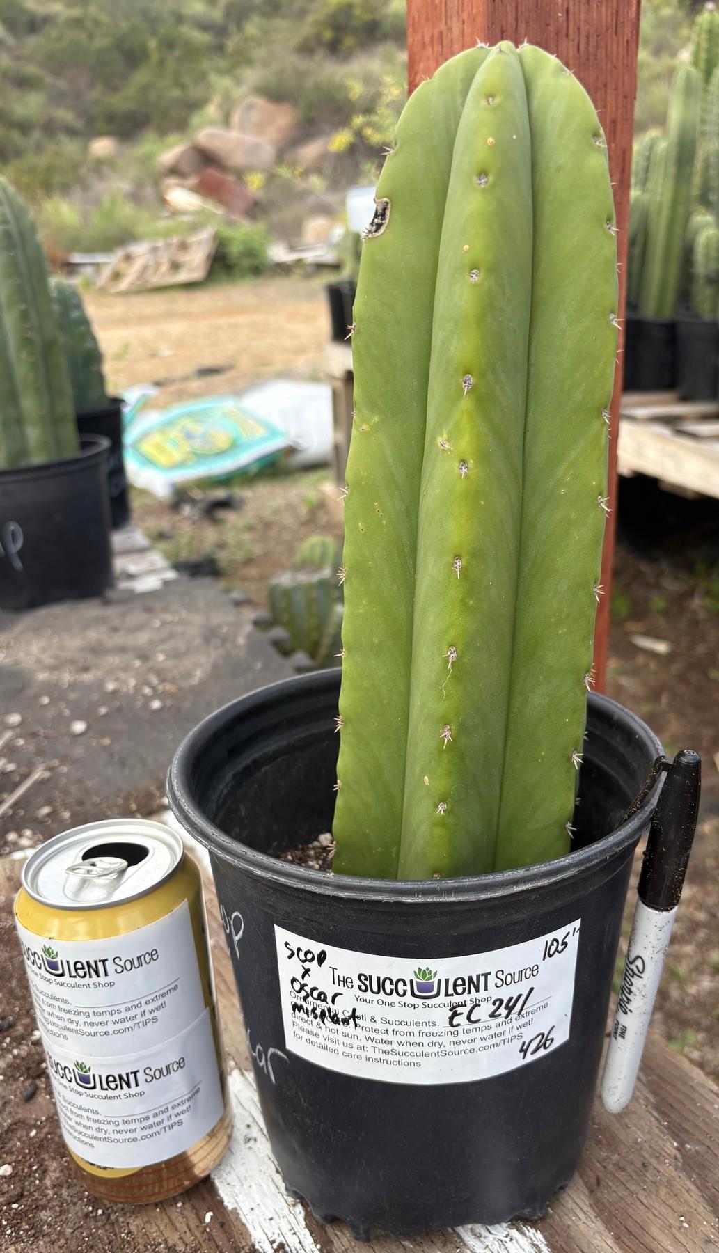 #EC241 EXACT Trichocereus Hybrid Scop X Pachanoi Oscar Cactus 10.5”-Cactus - Large - Exact-The Succulent Source