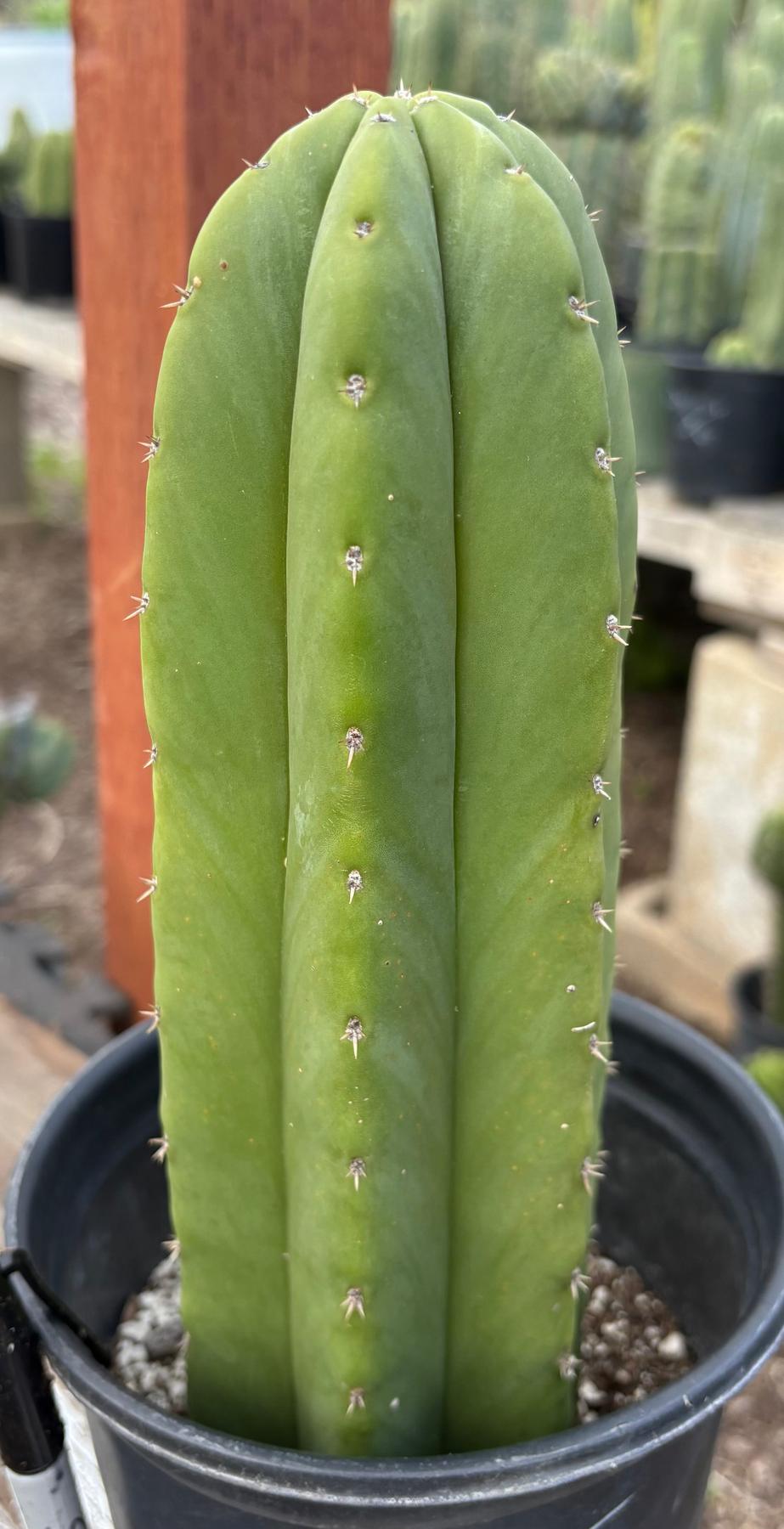 #EC241 EXACT Trichocereus Hybrid Scop X Pachanoi Oscar Cactus 10.5”-Cactus - Large - Exact-The Succulent Source
