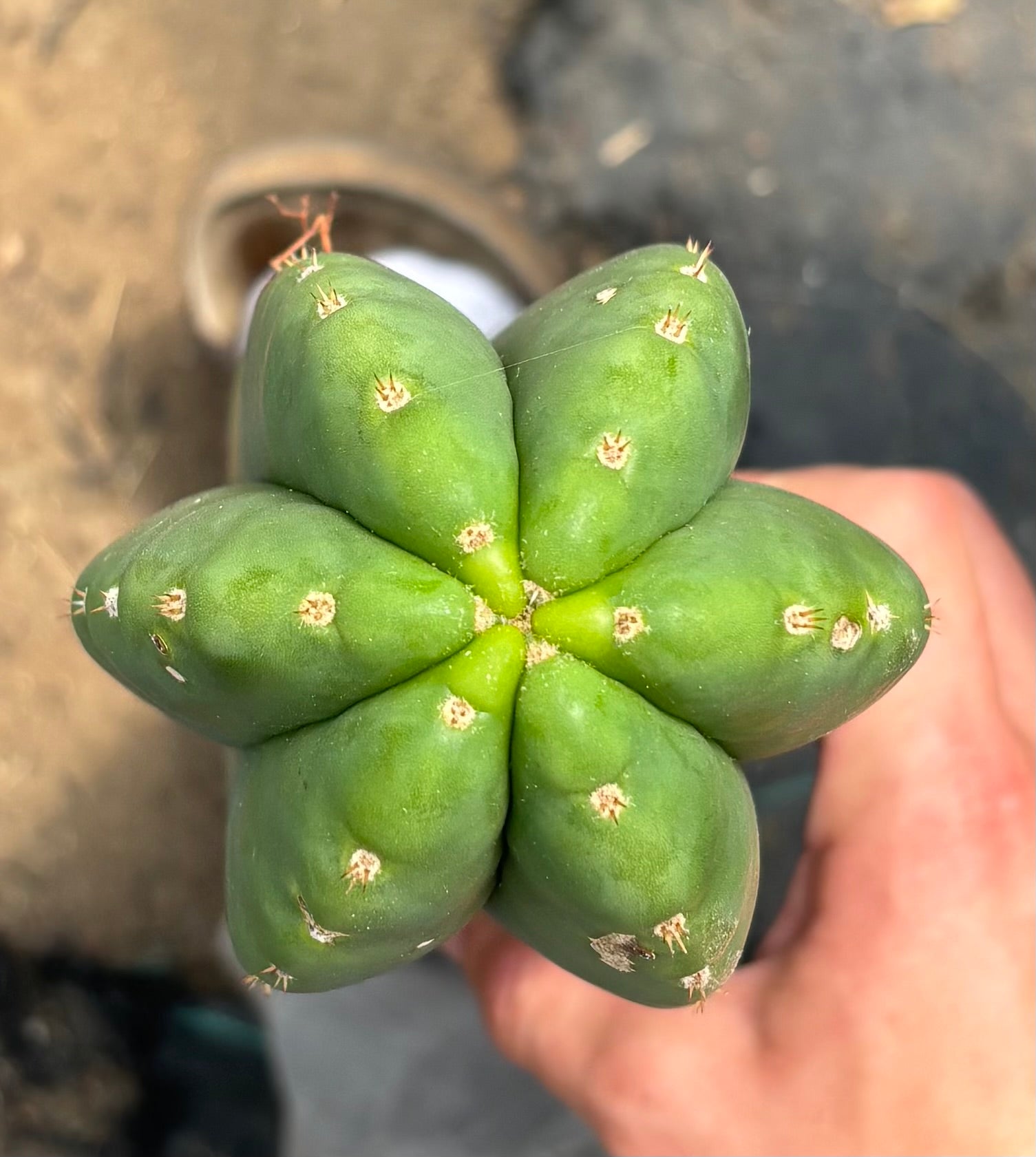 #EC241 EXACT Trichocereus Scop x HZ 23” Misplant-Cactus - Large - Exact-The Succulent Source