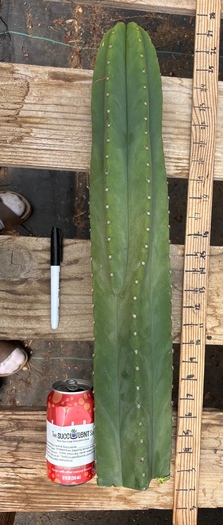 #EC241 EXACT Trichocereus Scop x HZ 23” Misplant-Cactus - Large - Exact-The Succulent Source
