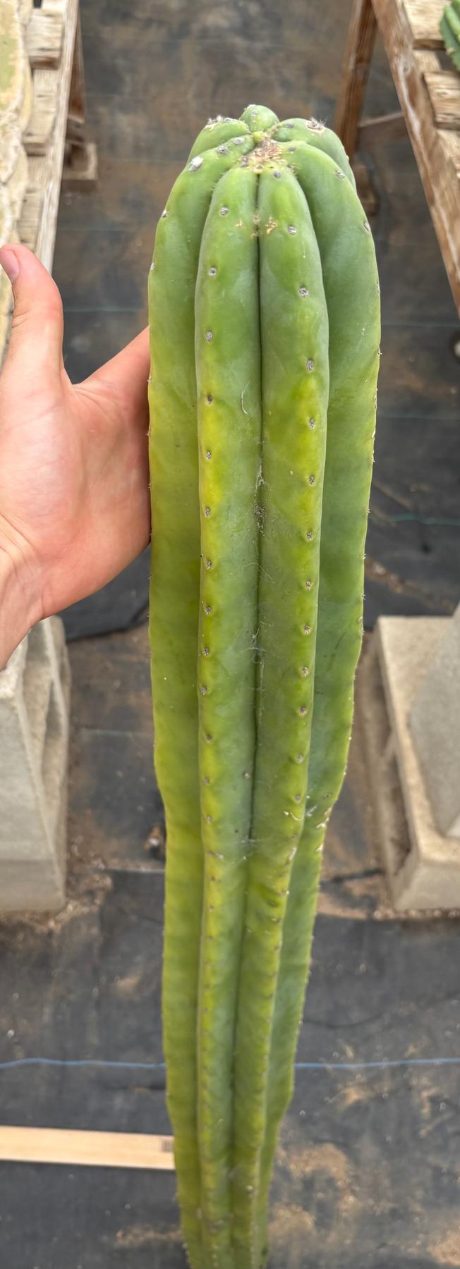 #EC242 EXACT Giant Trichocereus Pachanoi AHULX LONG Cactus Cutting 52”-Cactus - Large - Exact-The Succulent Source