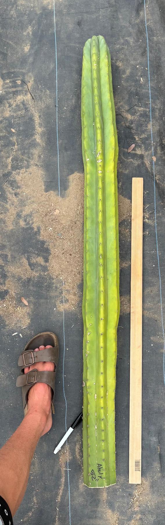 #EC242 EXACT Giant Trichocereus Pachanoi AHULX LONG Cactus Cutting 52”-Cactus - Large - Exact-The Succulent Source