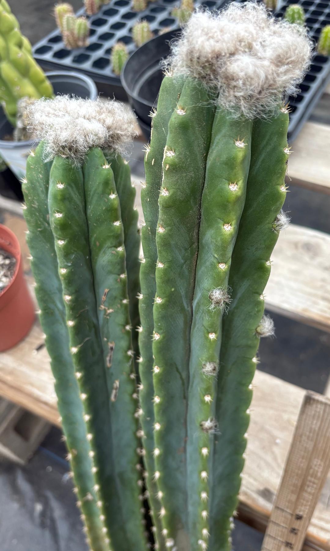 #EC242 EXACT Trichocereus Pachanoi PC 2 LONG Cactus Cuttings w flower buds-Cactus - Large - Exact-The Succulent Source