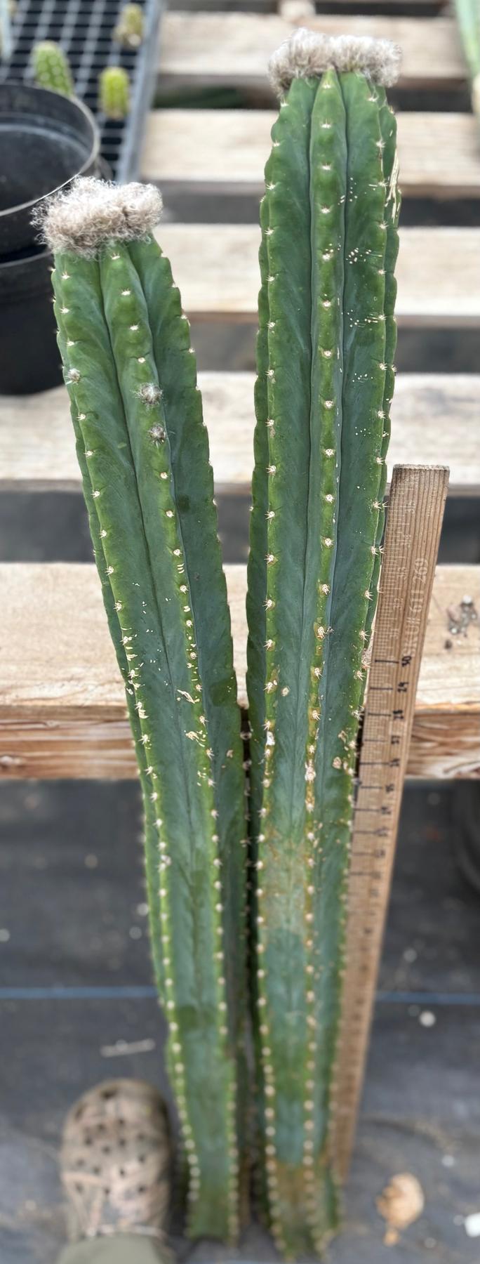 #EC242 EXACT Trichocereus Pachanoi PC 2 LONG Cactus Cuttings w flower buds-Cactus - Large - Exact-The Succulent Source