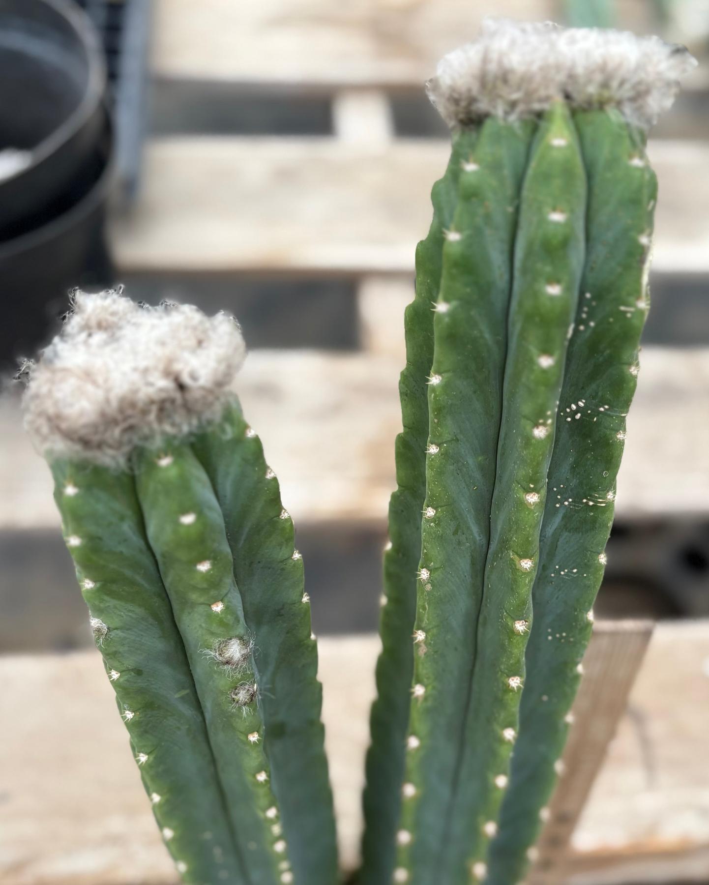#EC242 EXACT Trichocereus Pachanoi PC 2 LONG Cactus Cuttings w flower buds-Cactus - Large - Exact-The Succulent Source