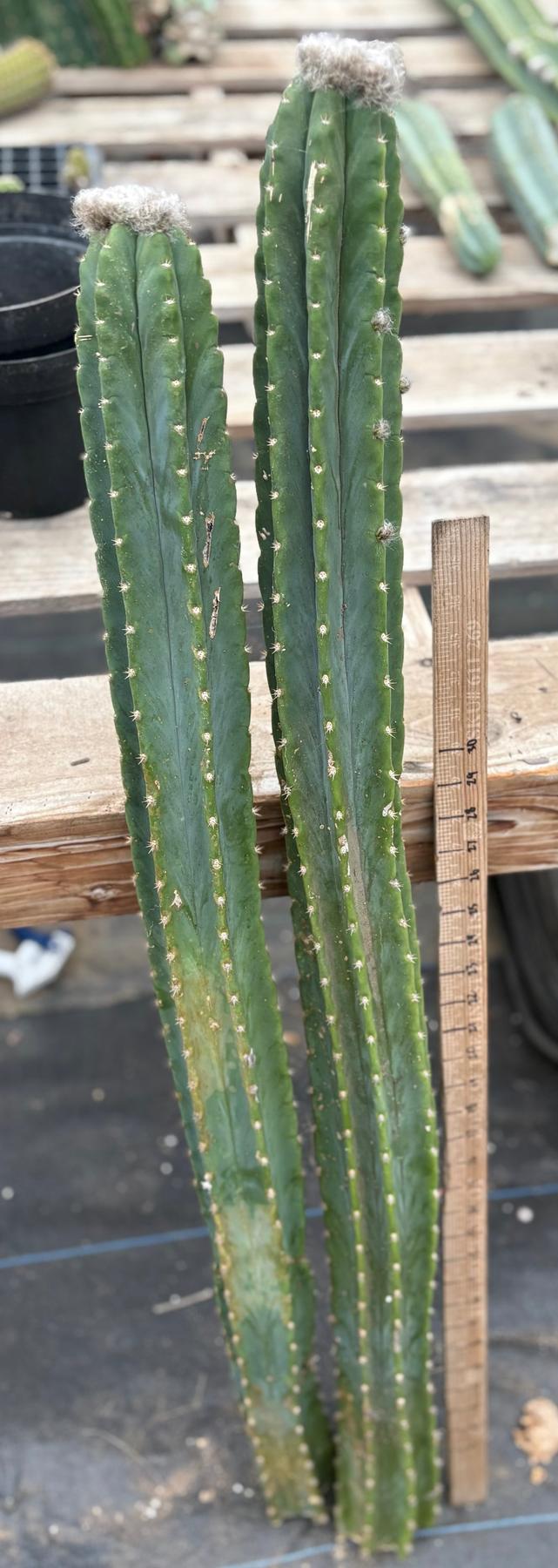 #EC242 EXACT Trichocereus Pachanoi PC 2 LONG Cactus Cuttings w flower buds-Cactus - Large - Exact-The Succulent Source