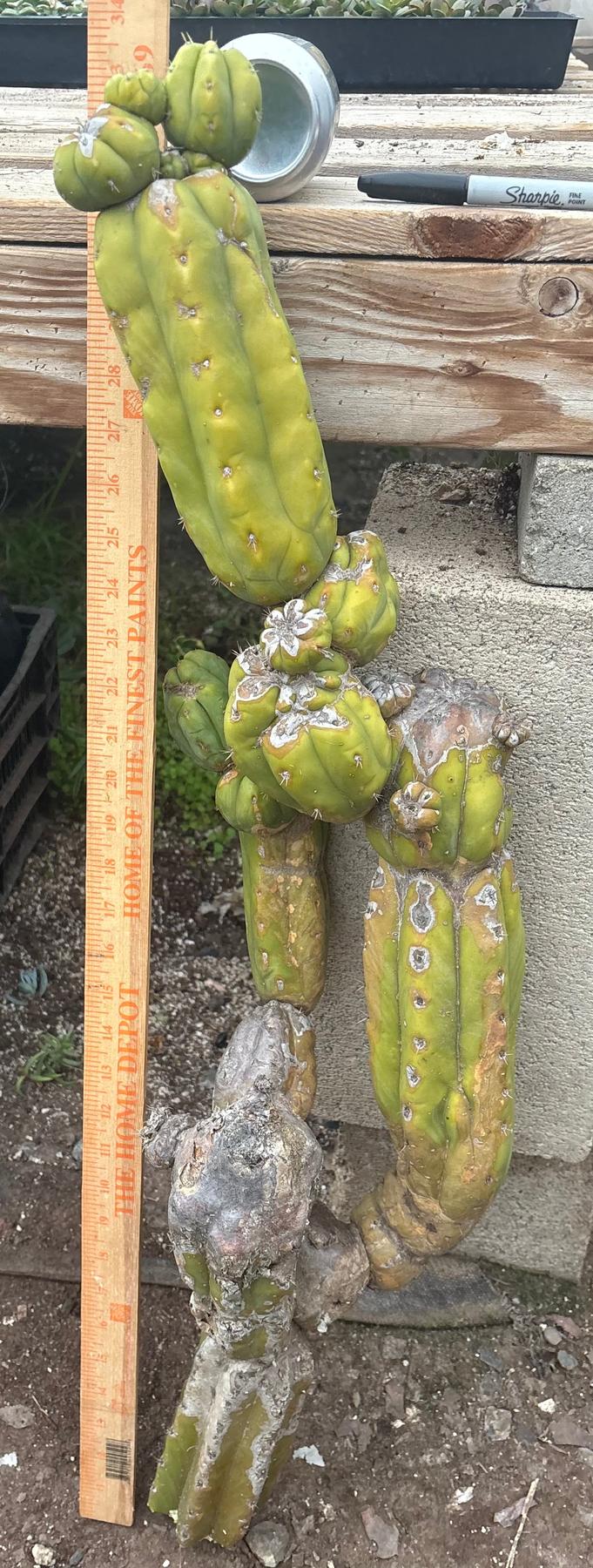 #EC242 EXACT Trichocereus Pachanoi PC LONG Cactus Cutting 32”-Cactus - Large - Exact-The Succulent Source