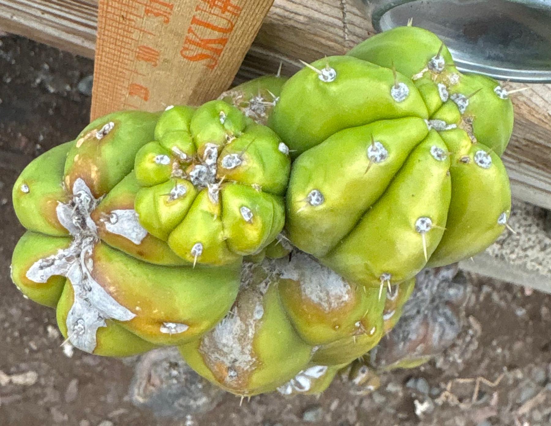 #EC242 EXACT Trichocereus Pachanoi PC LONG Cactus Cutting 32”-Cactus - Large - Exact-The Succulent Source