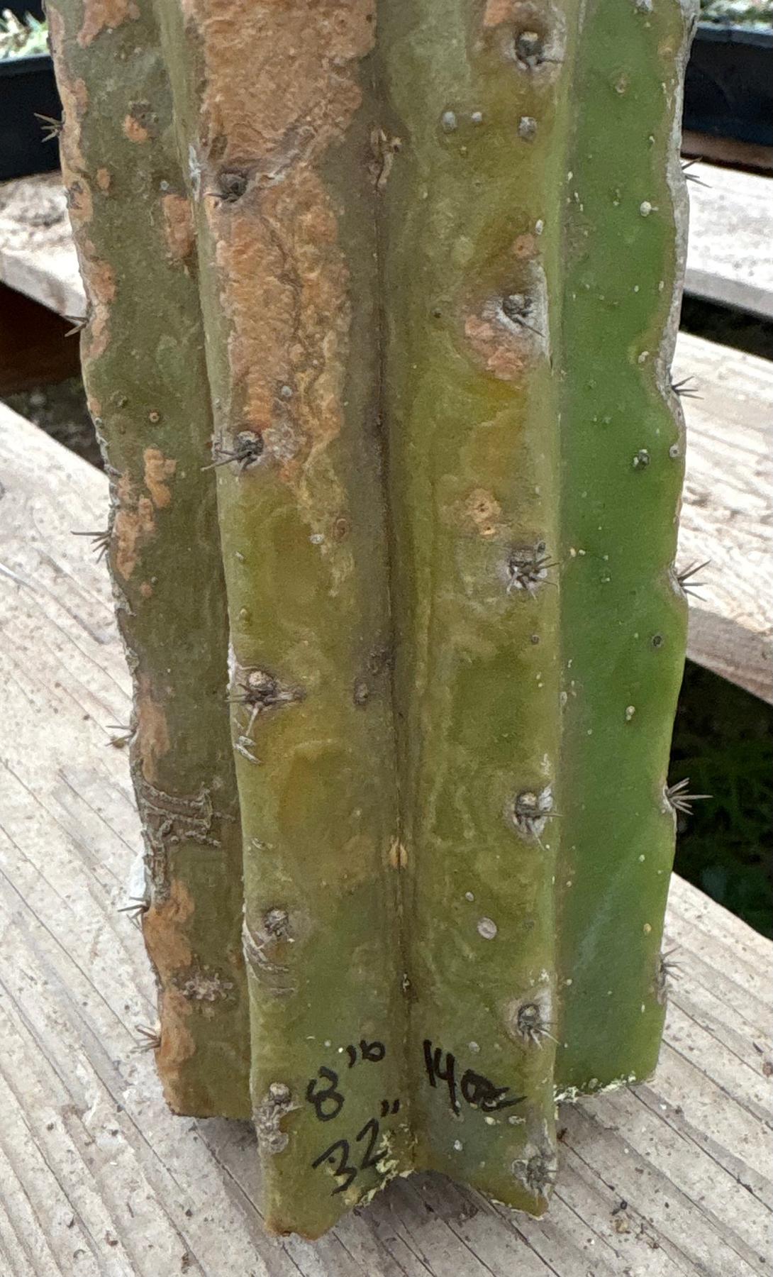 #EC242 EXACT Trichocereus Pachanoi PC LONG Cactus Cutting 32”-Cactus - Large - Exact-The Succulent Source