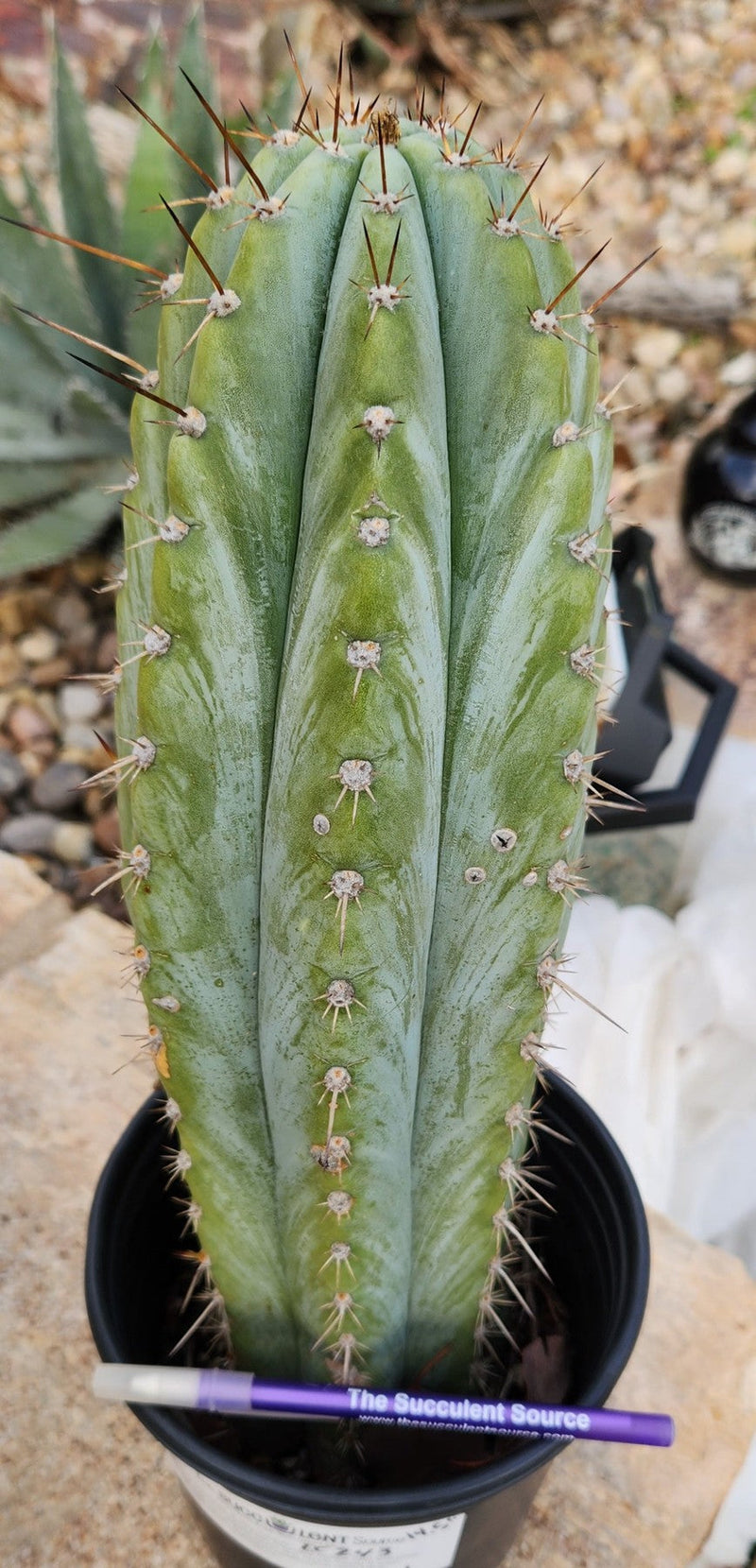 #EC243 EXACT Trichocereus Peruvianus TSSBP Ornamental Cactus 14.5”