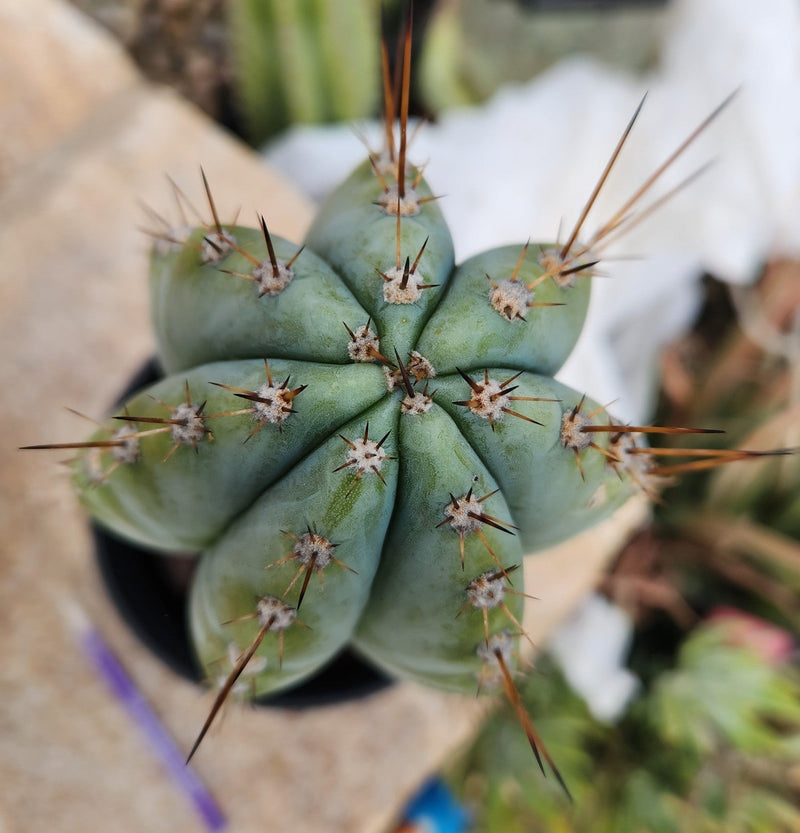 #EC243 EXACT Trichocereus Peruvianus TSSBP Ornamental Cactus 14.5”