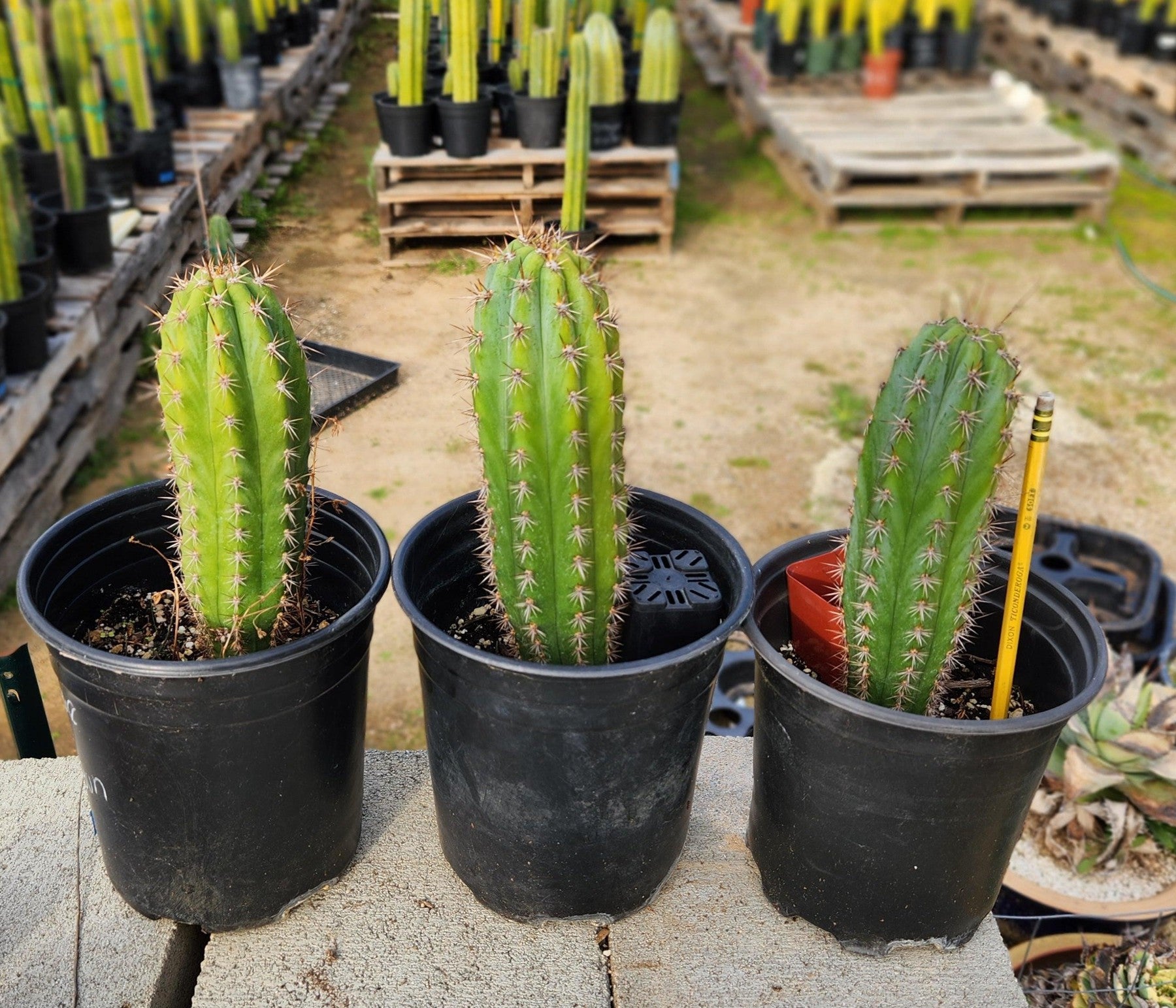 #EC245 EXACT Trichocereus Hybrid Peruvianus Peru Blue3 X KT Ogun Cactus 7-8"-Cactus - Large - Exact-The Succulent Source