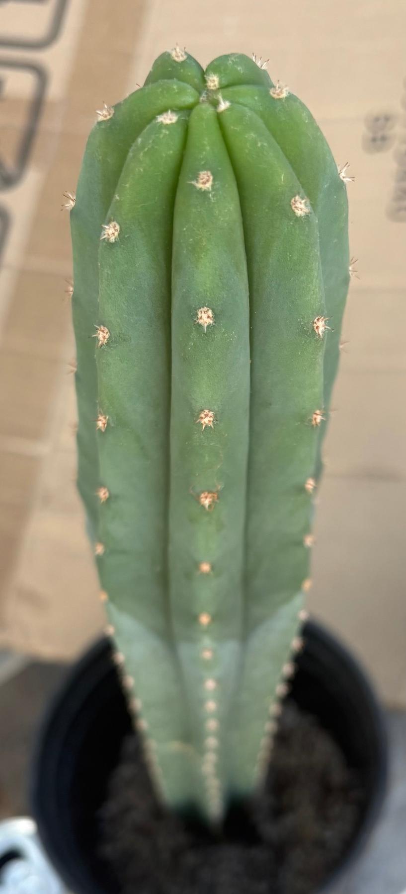 #EC245 EXACT Trichocereus Hybrid Scopulicola Helon X KT Ogun Cactus 18"-Cactus - Large - Exact-The Succulent Source