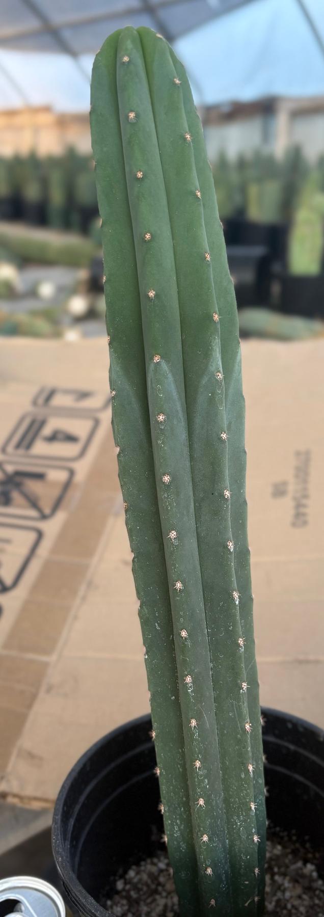 #EC245 EXACT Trichocereus Hybrid Scopulicola Helon X KT Ogun Cactus 18"-Cactus - Large - Exact-The Succulent Source