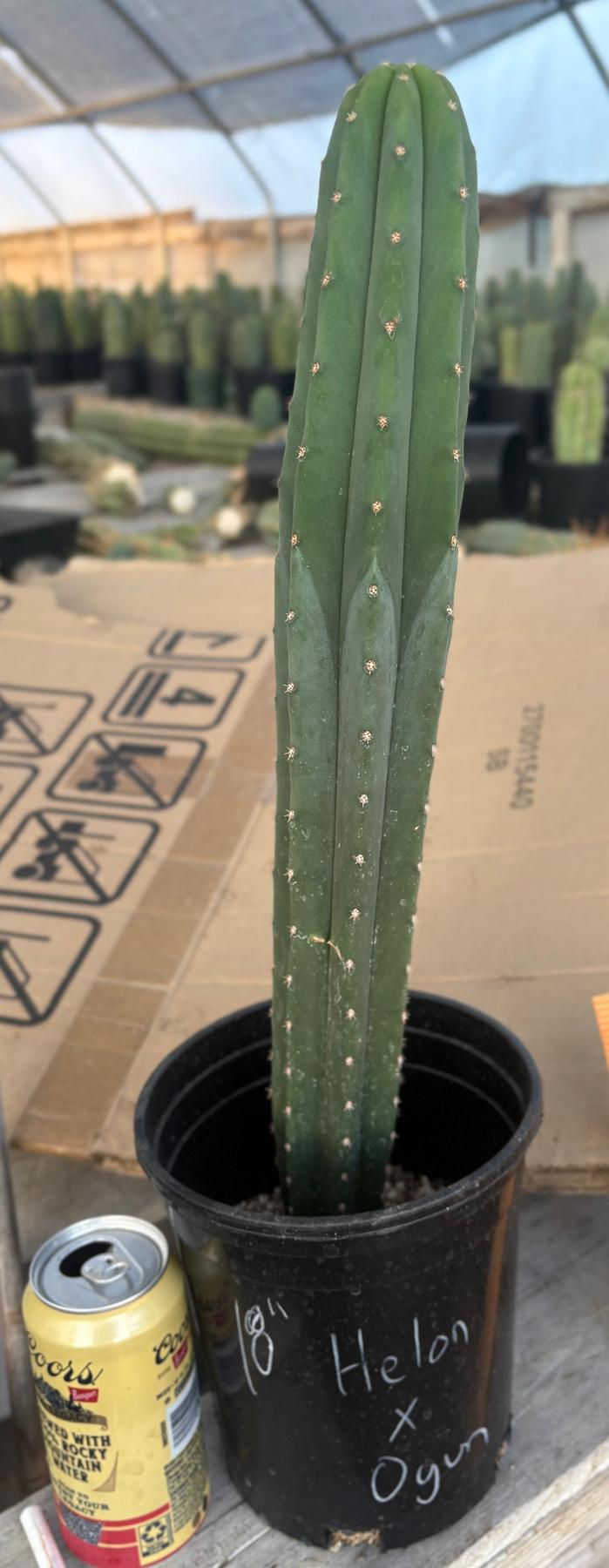 #EC245 EXACT Trichocereus Hybrid Scopulicola Helon X KT Ogun Cactus 18"-Cactus - Large - Exact-The Succulent Source
