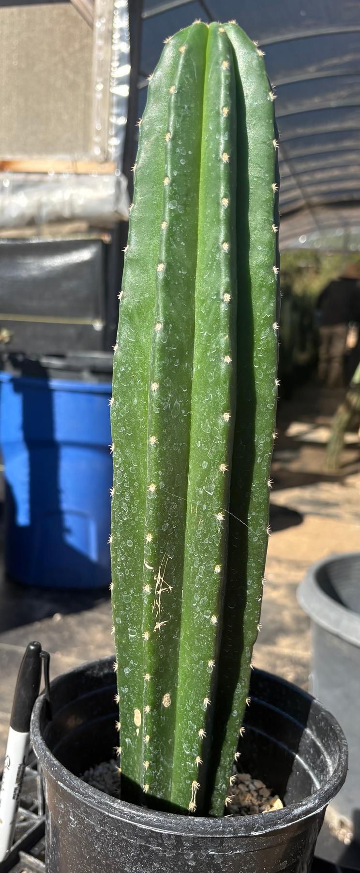 #EC245 EXACT Trichocereus Hybrid Zelly X Scop Ripple Cactus 15.5"-Cactus - Large - Exact-The Succulent Source