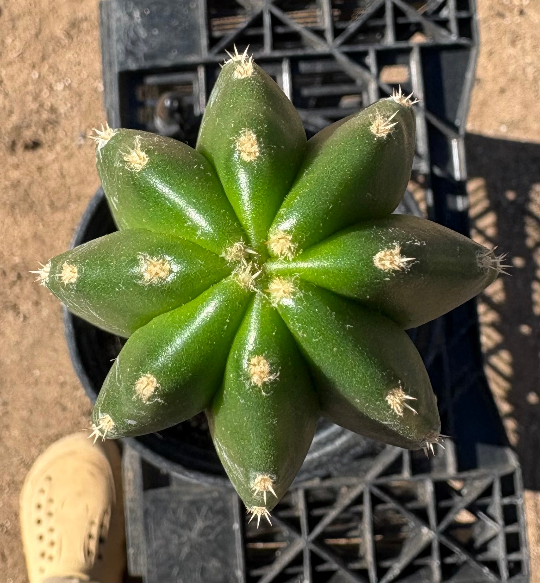 #EC245 EXACT Trichocereus Hybrid Zelly X Scop Ripple Cactus 15.5"-Cactus - Large - Exact-The Succulent Source