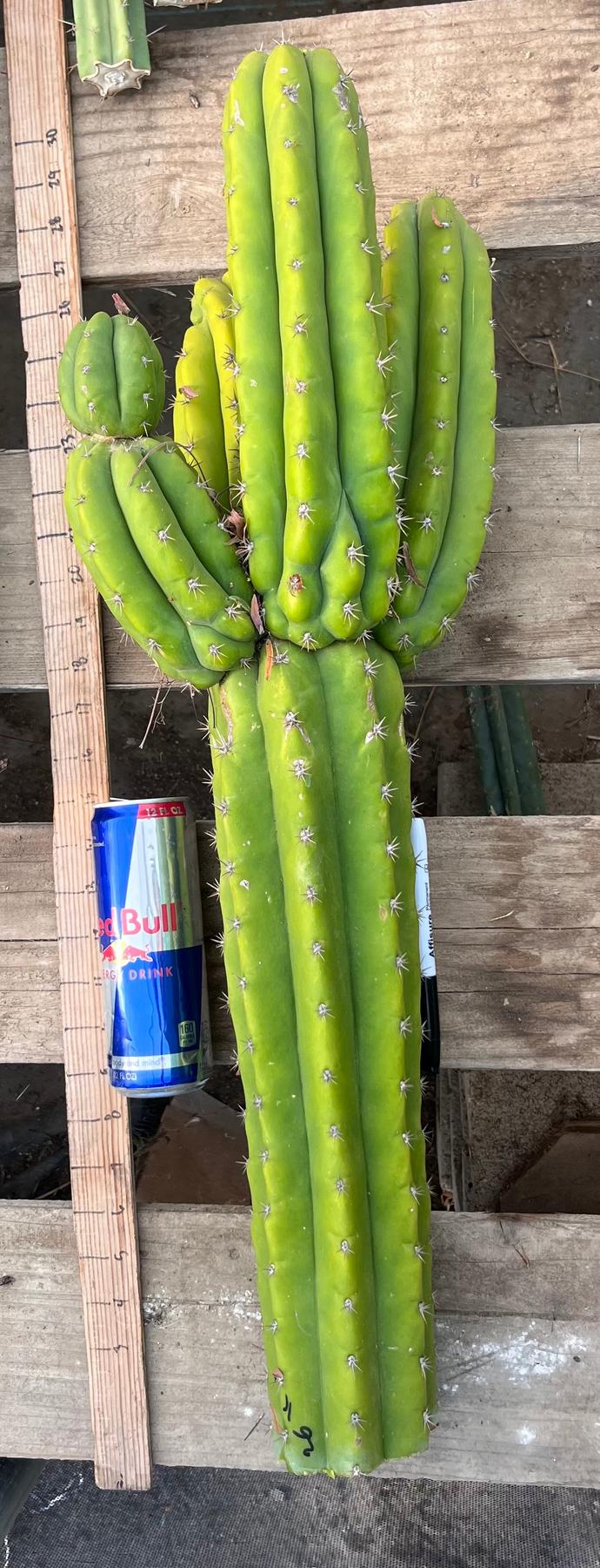 #EC245 EXACT Trichocereus LAX 26”-Cactus - Large - Exact-The Succulent Source