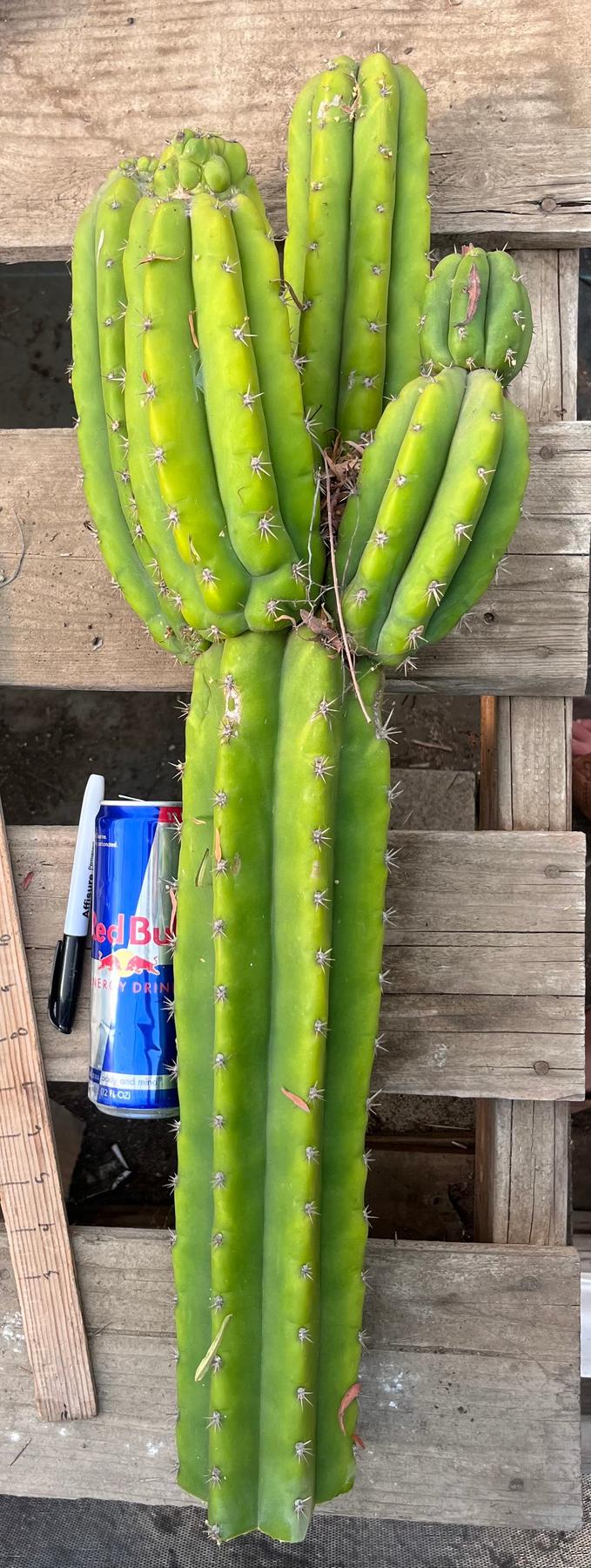 #EC245 EXACT Trichocereus LAX 26”-Cactus - Large - Exact-The Succulent Source