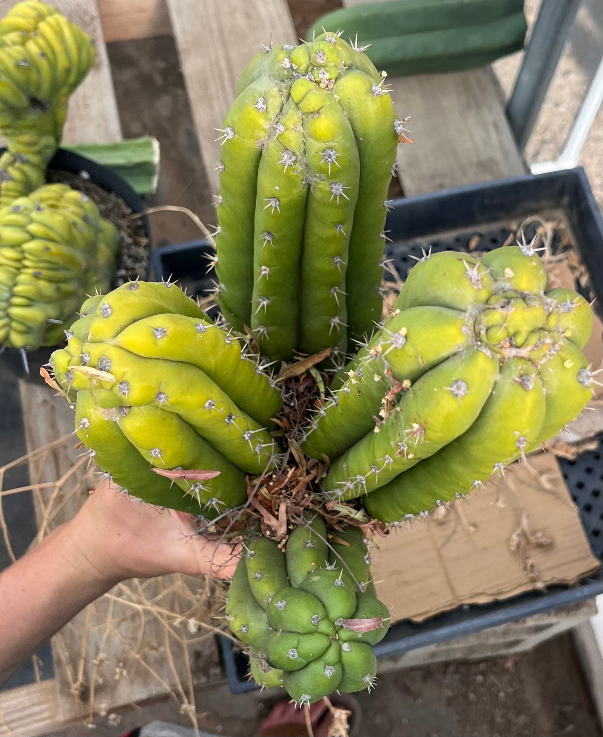 #EC245 EXACT Trichocereus LAX 26”-Cactus - Large - Exact-The Succulent Source