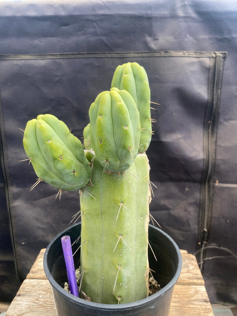 #EC246 EXACT Trichocereus Bridgesii Jiimz Twin Spine Cactus 11.5”