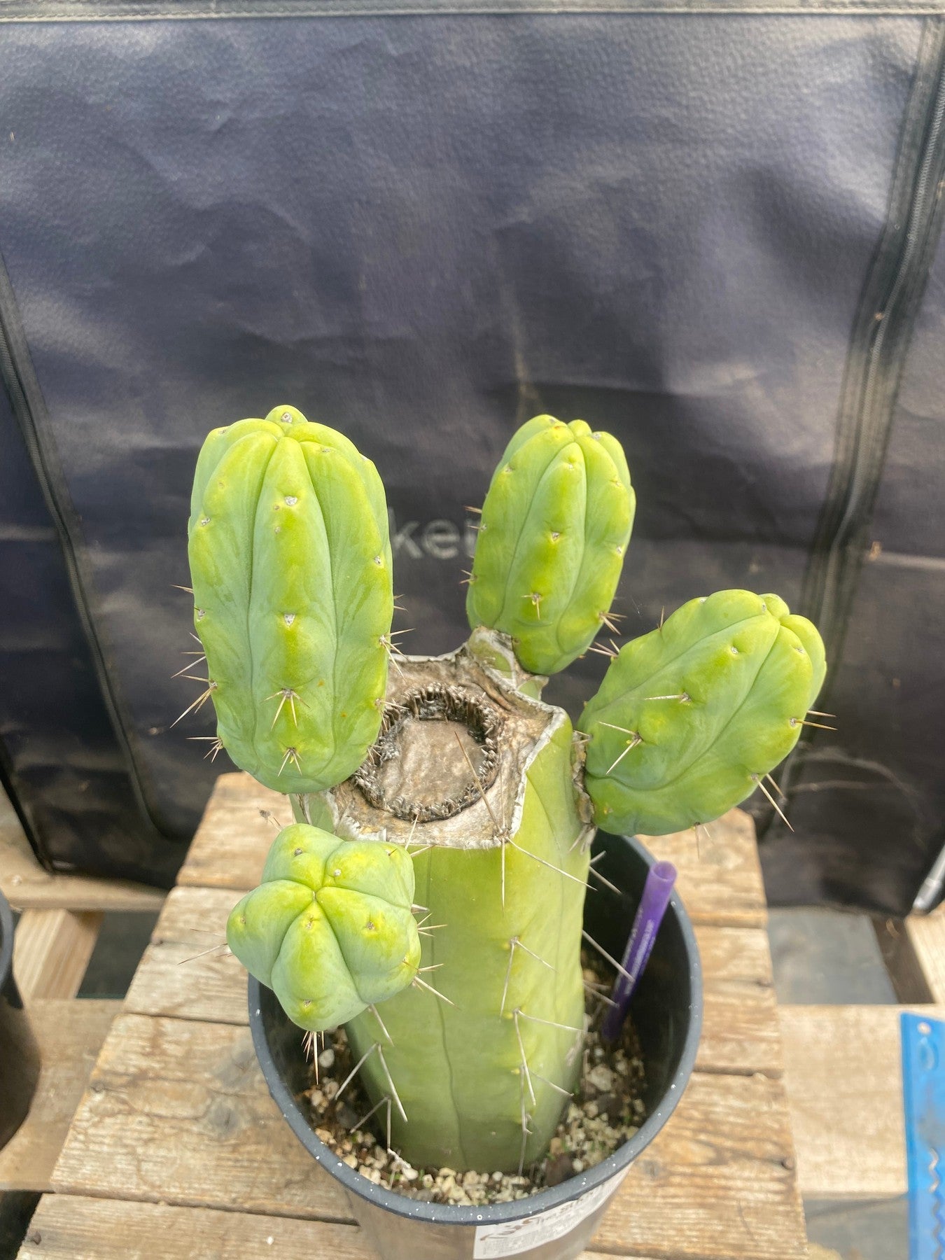 #EC246 EXACT Trichocereus Bridgesii Jiimz Twin Spine Cactus 11.5”-Cactus - Large - Exact-The Succulent Source