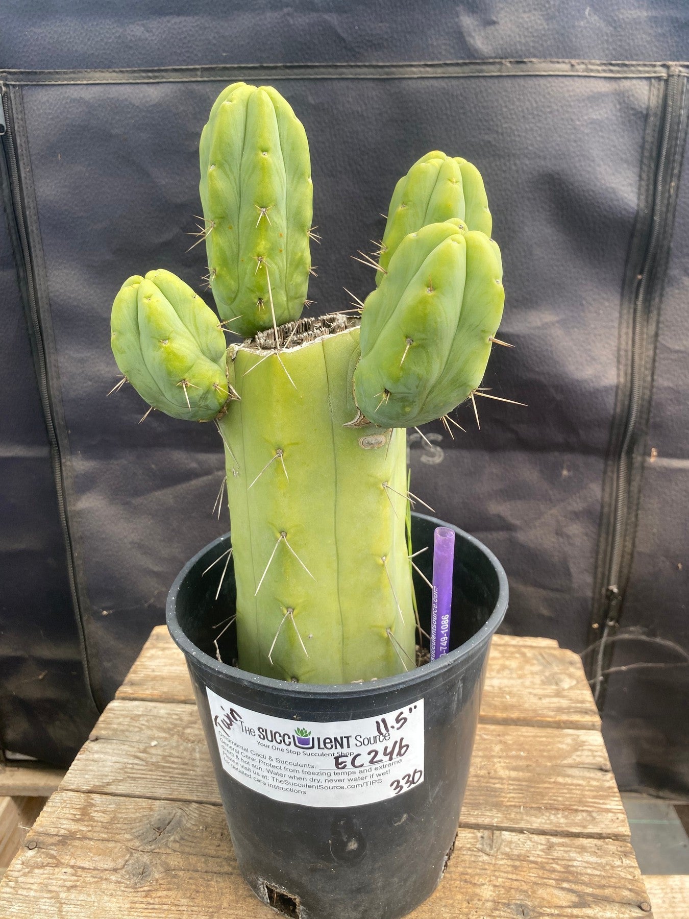 #EC246 EXACT Trichocereus Bridgesii Jiimz Twin Spine Cactus 11.5”-Cactus - Large - Exact-The Succulent Source