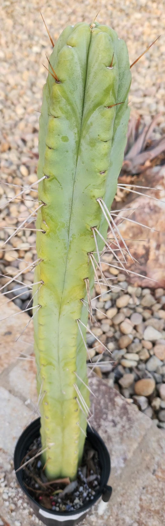 #EC246 EXACT Trichocereus Bridgesii Jiimz Twin Spine Cactus 26.5”-Cactus - Large - Exact-The Succulent Source