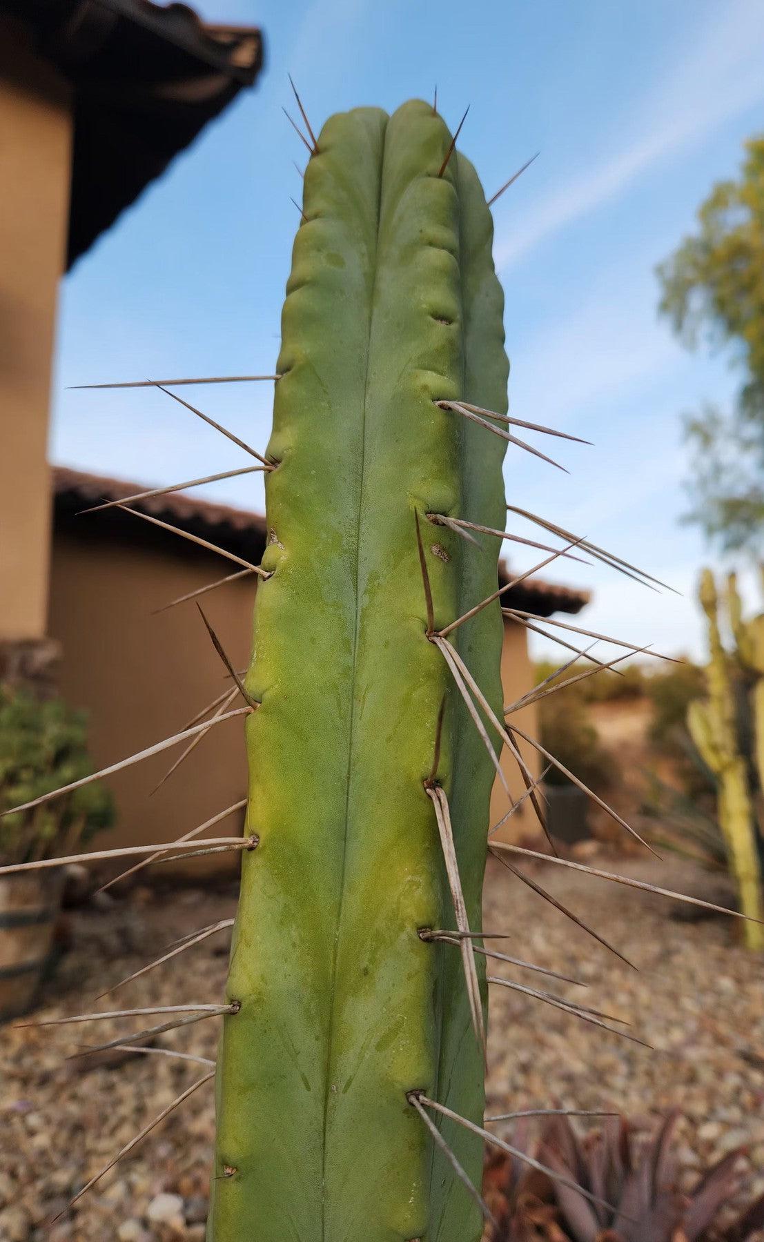 #EC246 EXACT Trichocereus Bridgesii Jiimz Twin Spine Cactus 26.5”-Cactus - Large - Exact-The Succulent Source