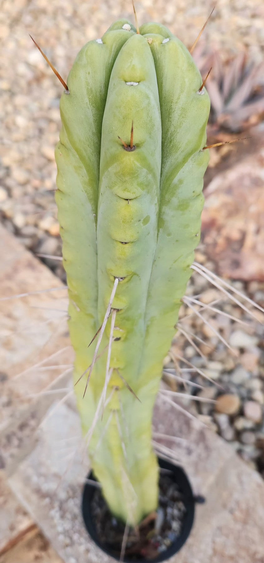 #EC246 EXACT Trichocereus Bridgesii Jiimz Twin Spine Cactus 26.5”-Cactus - Large - Exact-The Succulent Source