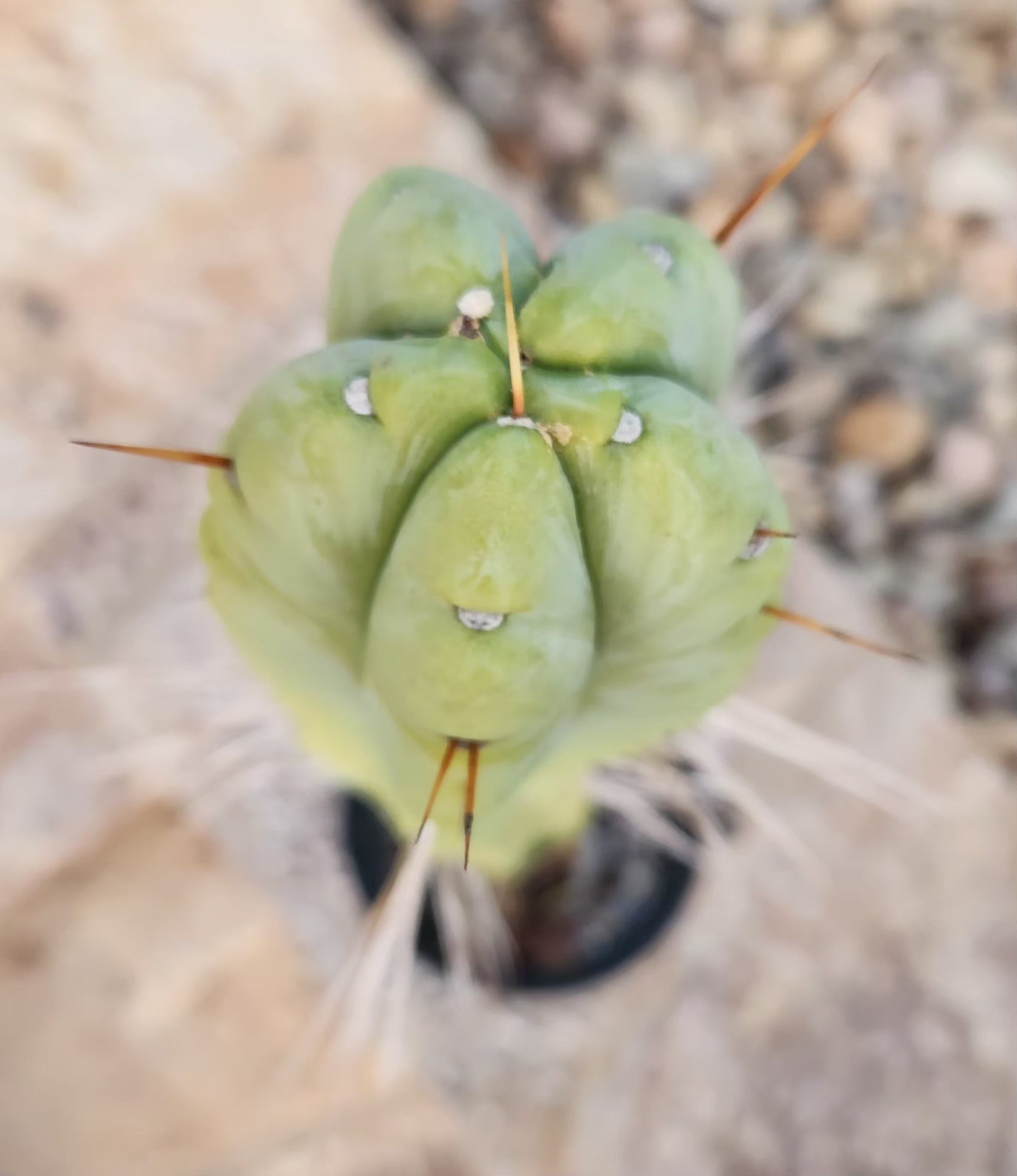 #EC246 EXACT Trichocereus Bridgesii Jiimz Twin Spine Cactus 26.5”-Cactus - Large - Exact-The Succulent Source