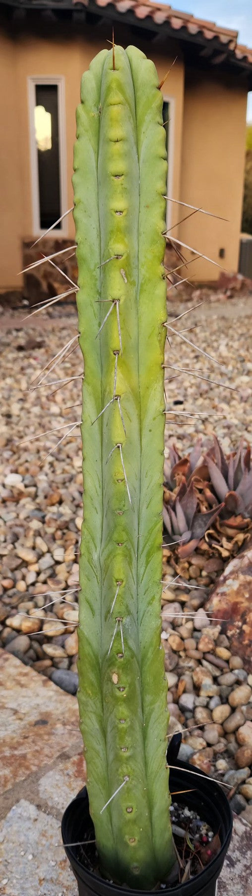 #EC246 EXACT Trichocereus Bridgesii Jiimz Twin Spine Cactus 26.5”-Cactus - Large - Exact-The Succulent Source