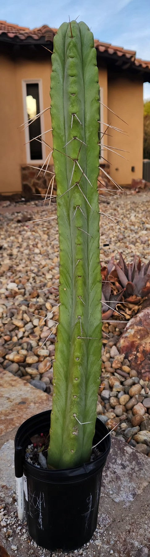 #EC246 EXACT Trichocereus Bridgesii Jiimz Twin Spine Cactus 26.5”-Cactus - Large - Exact-The Succulent Source