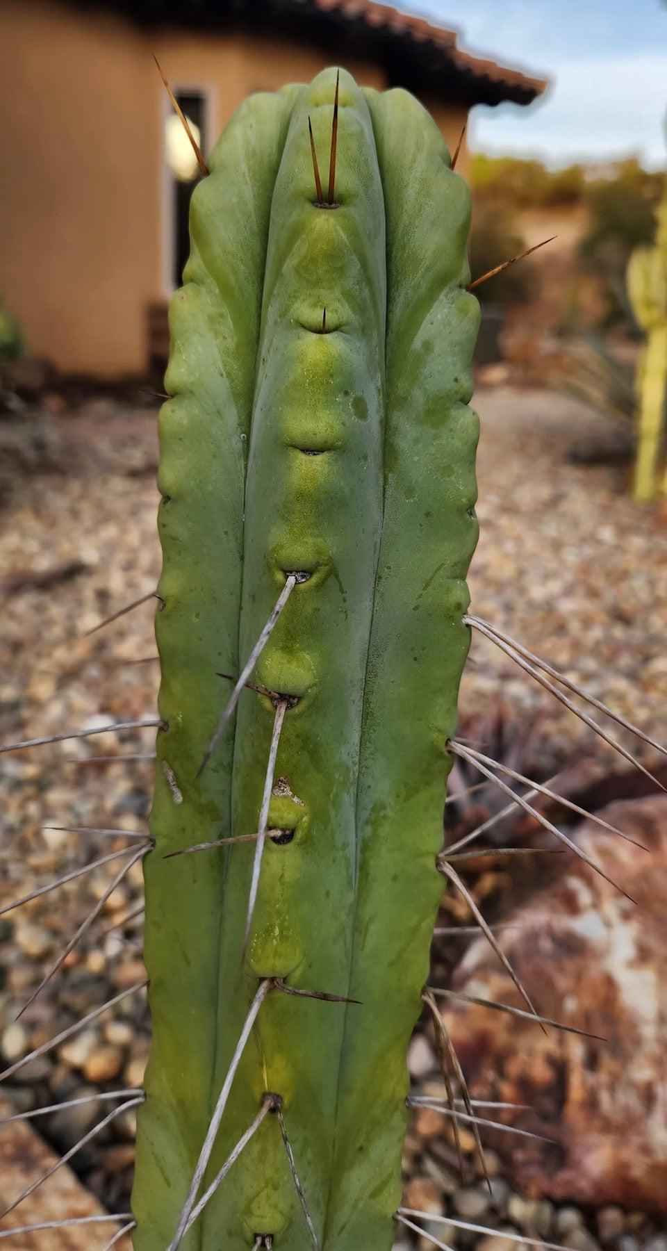 #EC246 EXACT Trichocereus Bridgesii Jiimz Twin Spine Cactus 26.5”-Cactus - Large - Exact-The Succulent Source