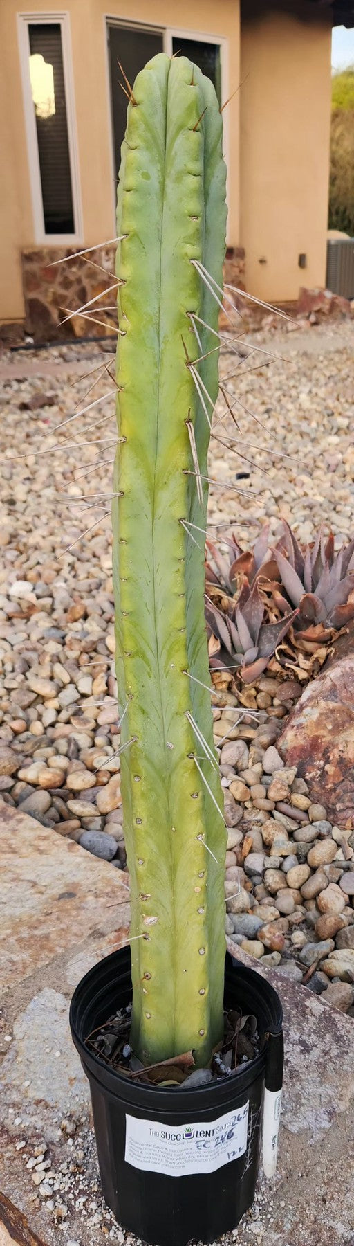 #EC246 EXACT Trichocereus Bridgesii Jiimz Twin Spine Cactus 26.5”-Cactus - Large - Exact-The Succulent Source