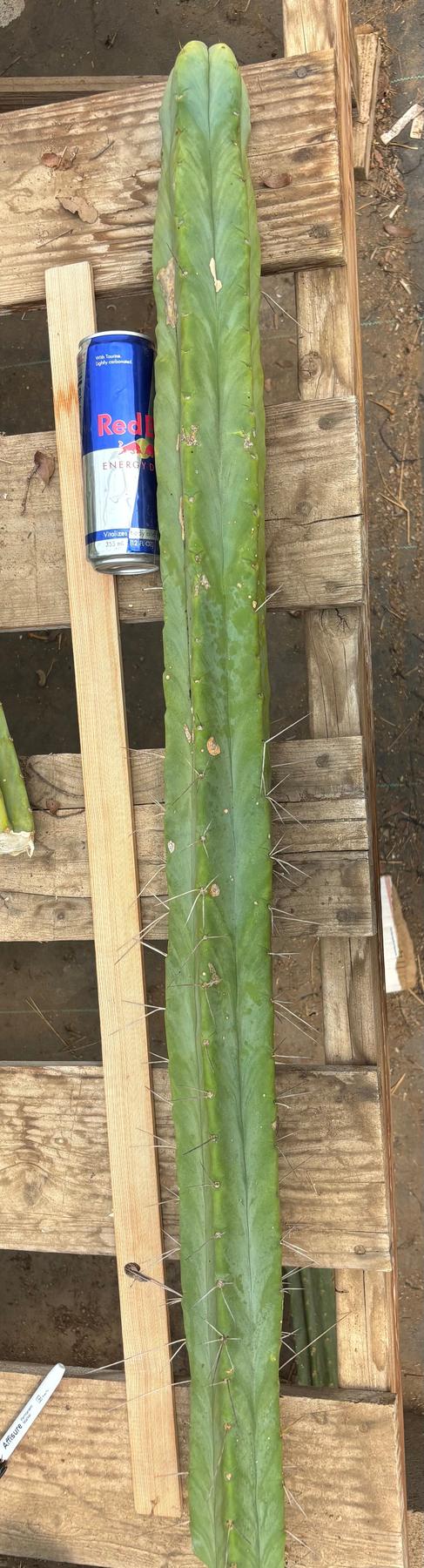 #EC246 EXACT Trichocereus Bridgesii Jiimz Twin Spine Cactus Cuttings-Cactus - Large - Exact-The Succulent Source