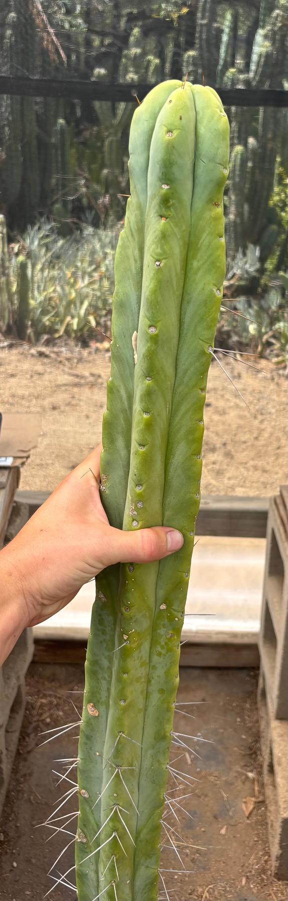 #EC246 EXACT Trichocereus Bridgesii Jiimz Twin Spine Cactus Cuttings-Cactus - Large - Exact-The Succulent Source