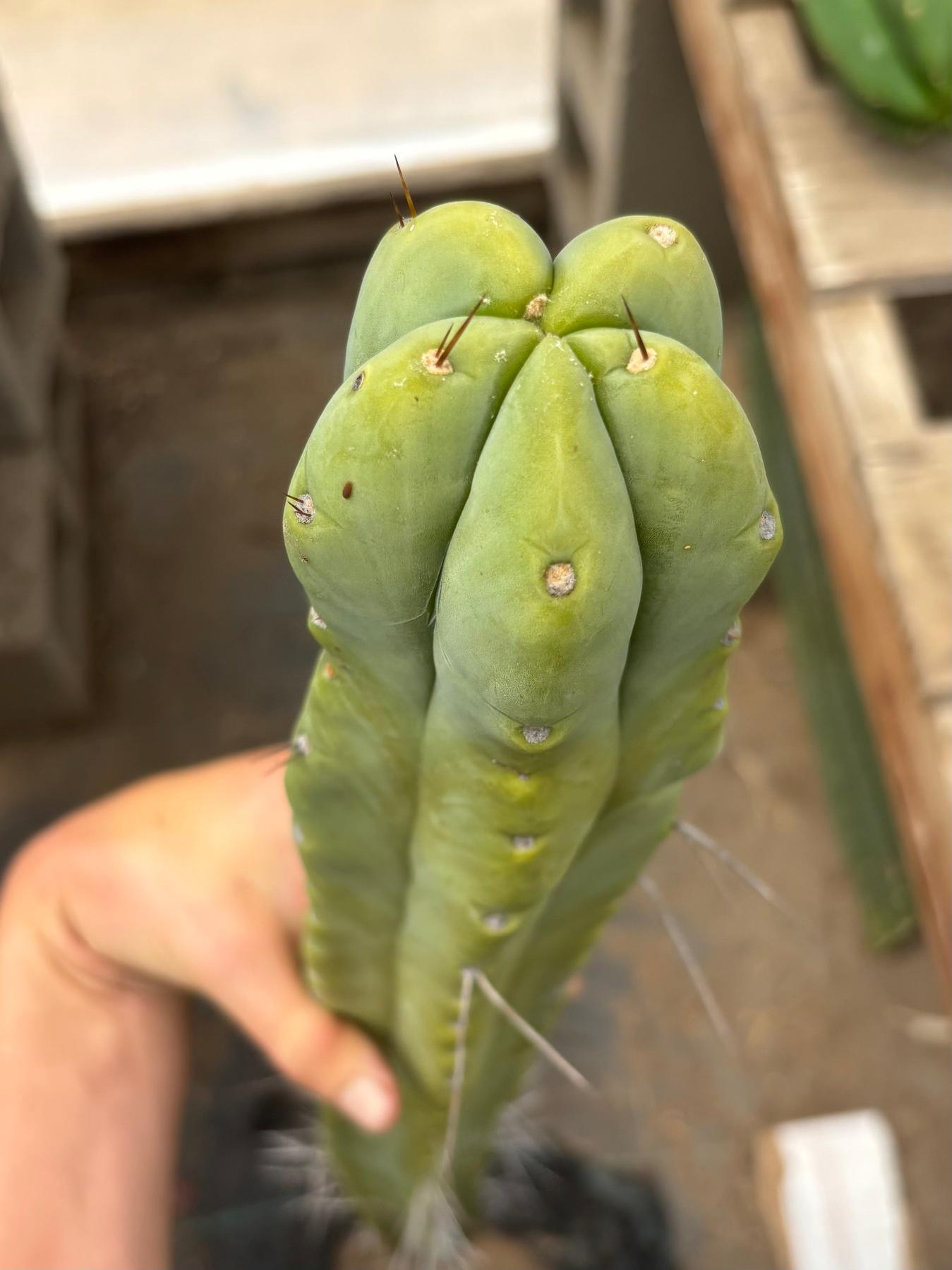 #EC246 EXACT Trichocereus Bridgesii Jiimz Twin Spine Cactus Cuttings-Cactus - Large - Exact-The Succulent Source