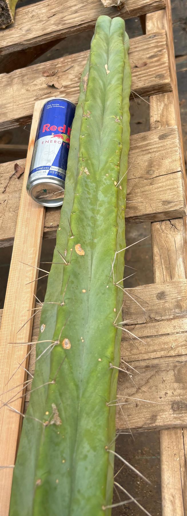 #EC246 EXACT Trichocereus Bridgesii Jiimz Twin Spine Cactus Cuttings-Cactus - Large - Exact-The Succulent Source