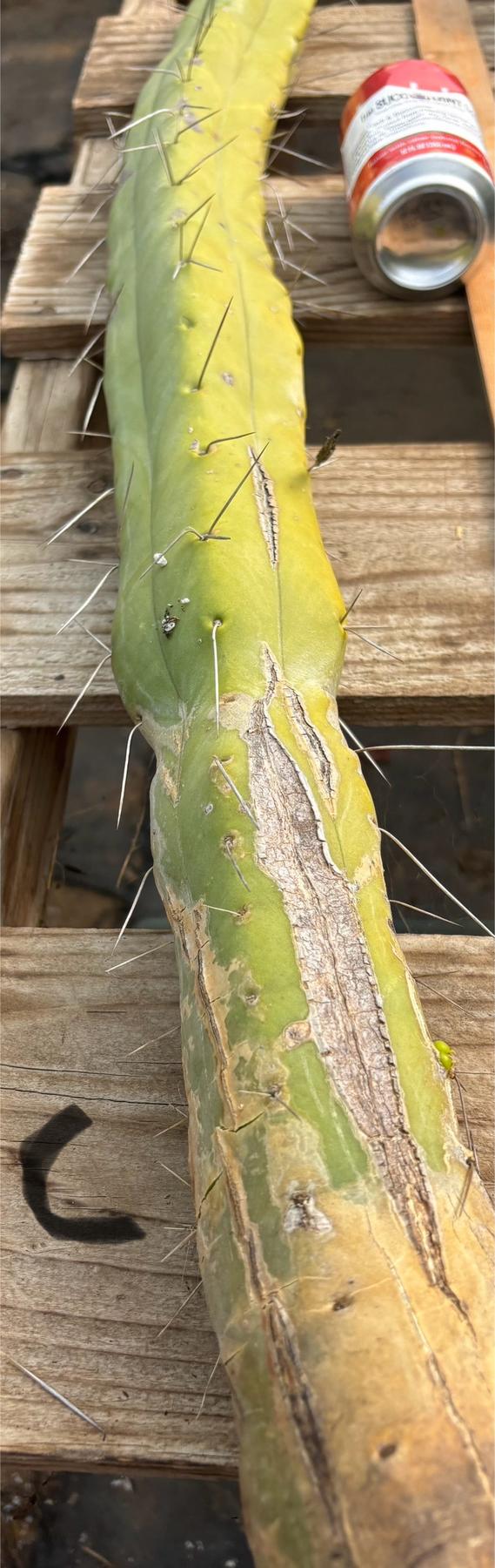 #EC246 EXACT Trichocereus Bridgesii Jiimz Twin Spine Cactus Cuttings-Cactus - Large - Exact-The Succulent Source