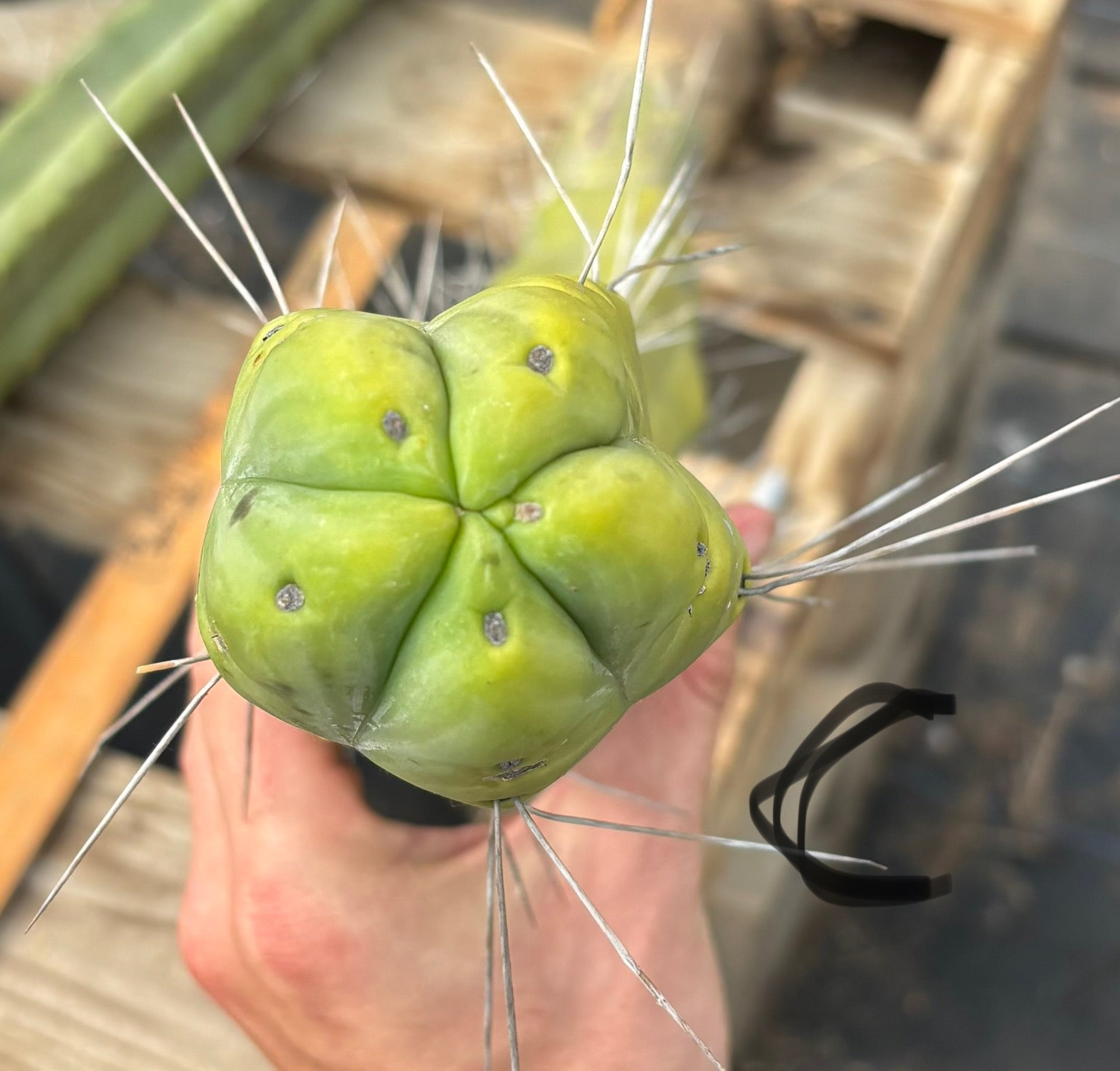 San Pedro Cactus for Sale Trichocereus - #EC246 EXACT Trichocereus