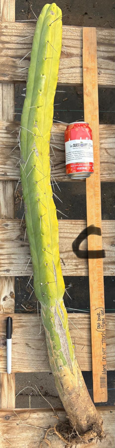 #EC246 EXACT Trichocereus Bridgesii Jiimz Twin Spine Cactus Cuttings-Cactus - Large - Exact-The Succulent Source