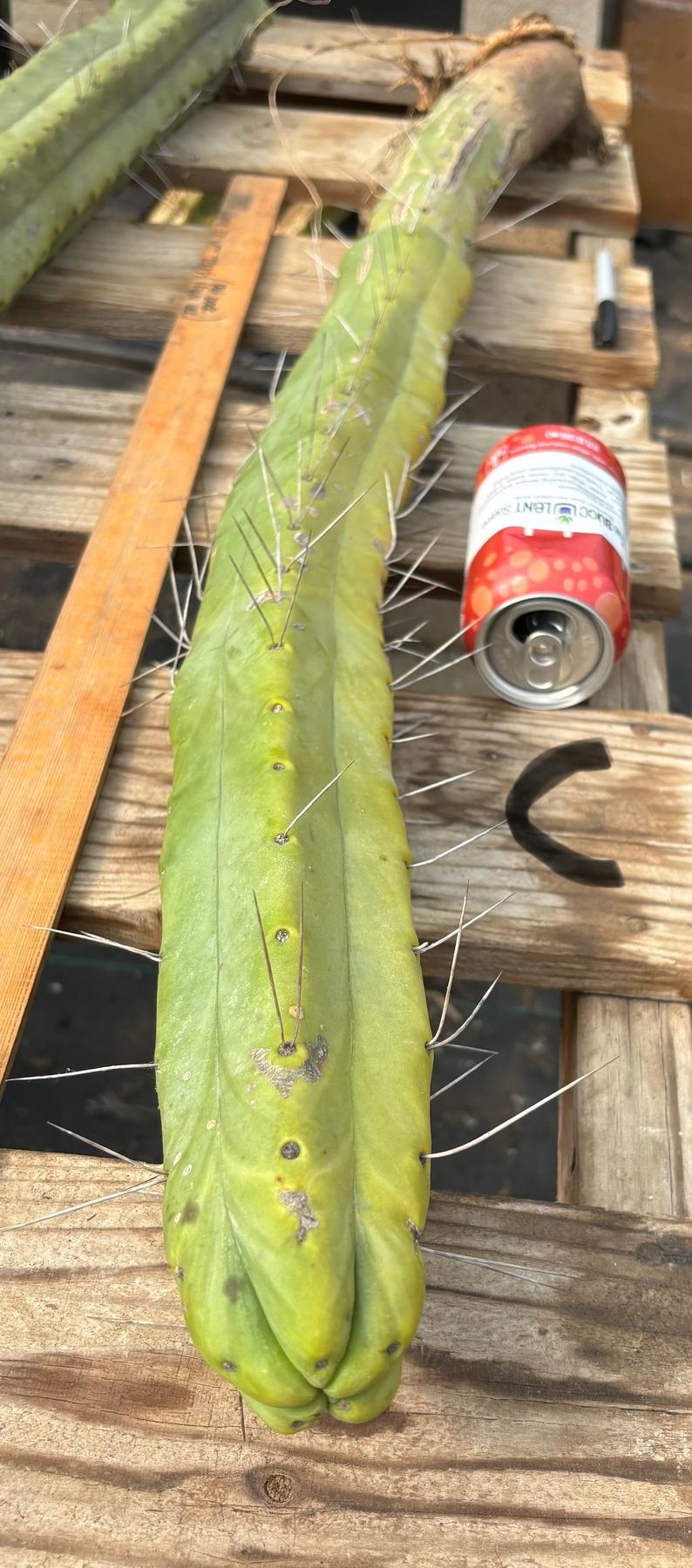 #EC246 EXACT Trichocereus Bridgesii Jiimz Twin Spine Cactus Cuttings-Cactus - Large - Exact-The Succulent Source