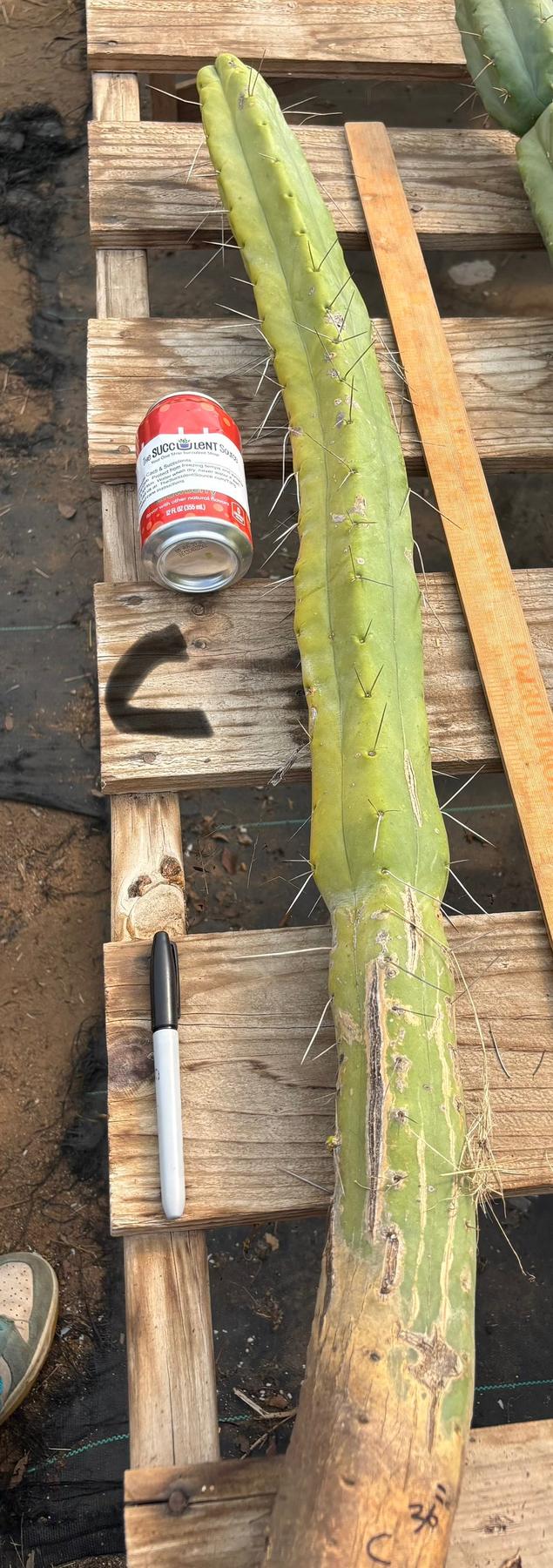 #EC246 EXACT Trichocereus Bridgesii Jiimz Twin Spine Cactus Cuttings-Cactus - Large - Exact-The Succulent Source