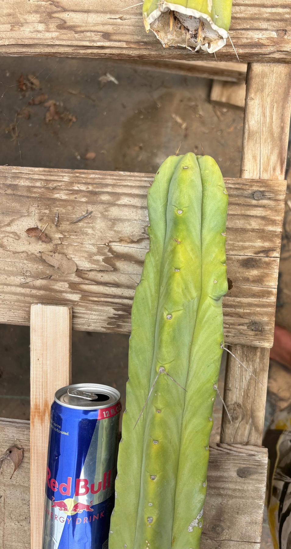 #EC246 EXACT Trichocereus Bridgesii Jiimz Twin Spine Cactus Cuttings-Cactus - Large - Exact-The Succulent Source