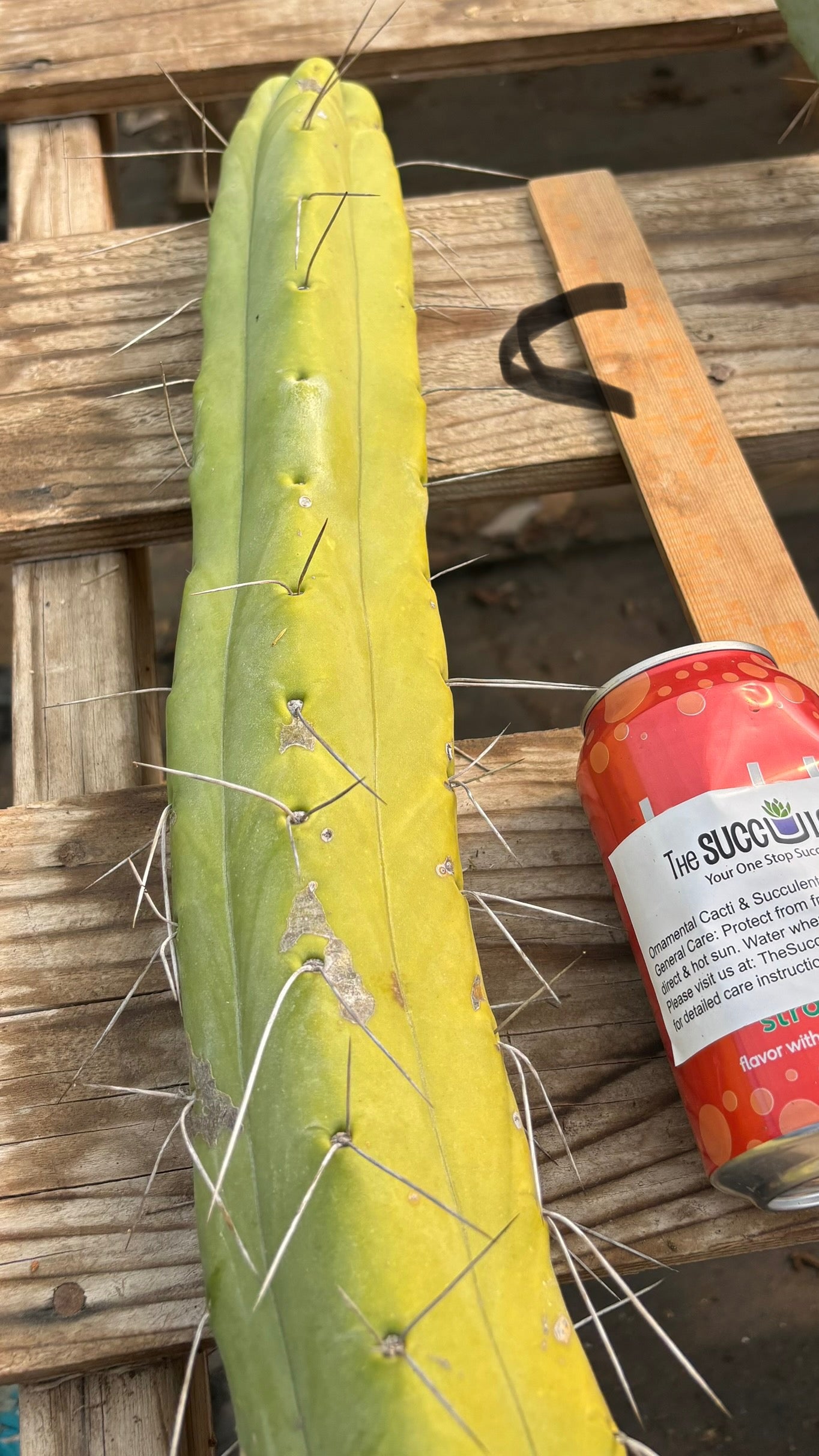 #EC246 EXACT Trichocereus Bridgesii Jiimz Twin Spine Cactus Cuttings-Cactus - Large - Exact-The Succulent Source