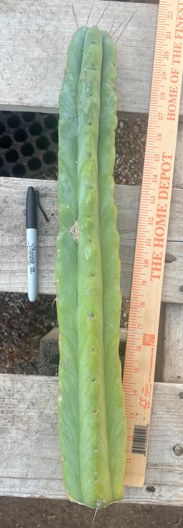 #EC246 EXACT Trichocereus Bridgesii Jiimz Twin Spine LONG Cactus Cuttings-Cactus - Large - Exact-The Succulent Source